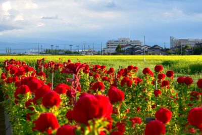 Red poppy flowers in field