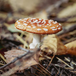 Close-up of mushroom growing on field