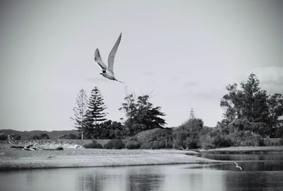 View of birds in water