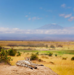 Cheetah resting on rock against plants