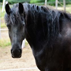 Close-up of horse