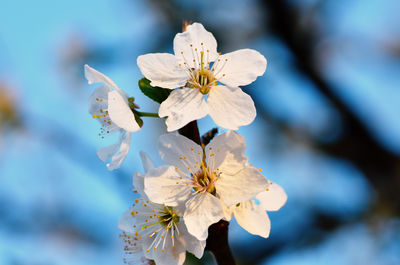 Close-up of white flowers blooming outdoors