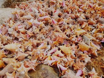 Full frame shot of autumn leaves