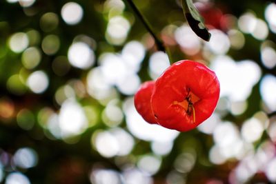 Close-up of red fruit on tree