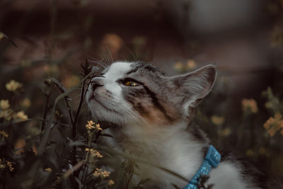 Close-up of a cat looking away