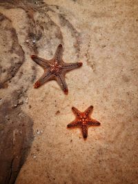 High angle view of starfish on beach