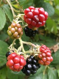 Close-up of cherries growing on tree