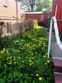 Yellow flowering plants and house in yard against building