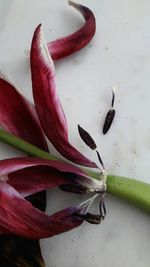 Close-up of day lily