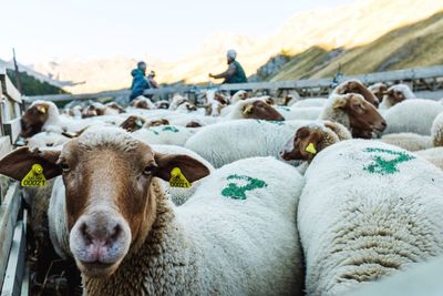 Portrait of sheep