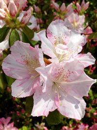 Close-up of pink flowers blooming outdoors