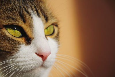 Close-up portrait of a cat