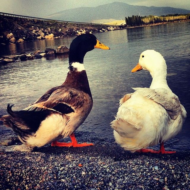 bird, animal themes, water, animals in the wild, wildlife, duck, lake, swan, swimming, two animals, nature, reflection, river, rippled, togetherness, lakeshore, water bird, rock - object, outdoors, seagull