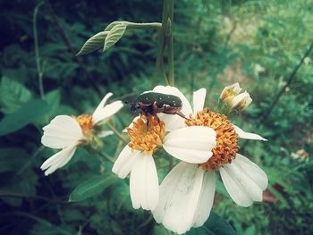 Close-up of insect on flower