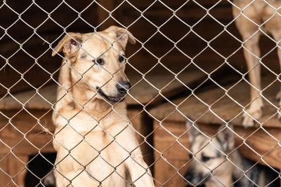 Dog looking through chainlink fence