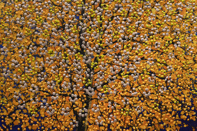 Full frame shot of autumn trees