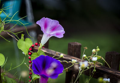 Close-up of purple flowering plant