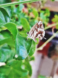 Close-up of butterfly on leaf