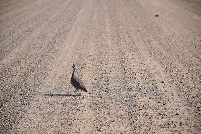 Close-up of a bird