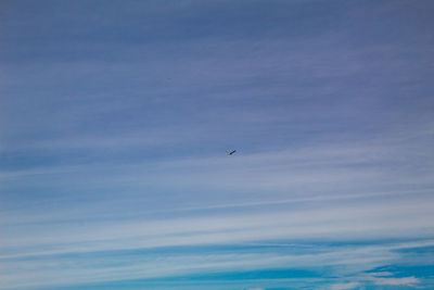 Low angle view of bird flying in sky