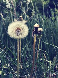 Close-up of dandelion flowers