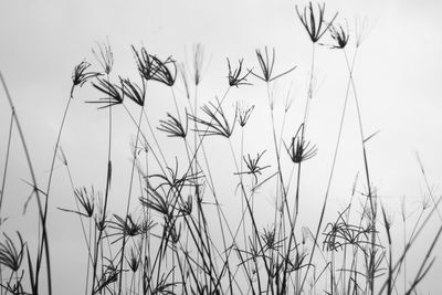 Dried plants against sky