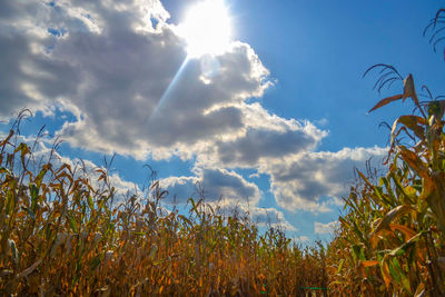 Low angle view of plants against sky