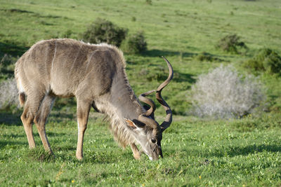 Greater kudu grazing on grassy field