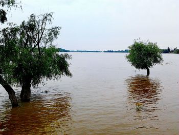 Tree by lake against sky