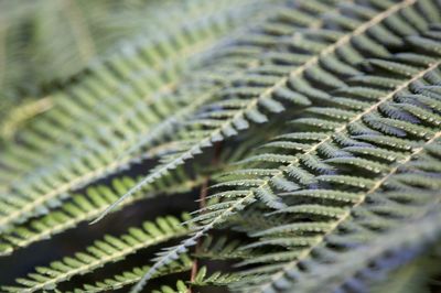 Close-up of fern