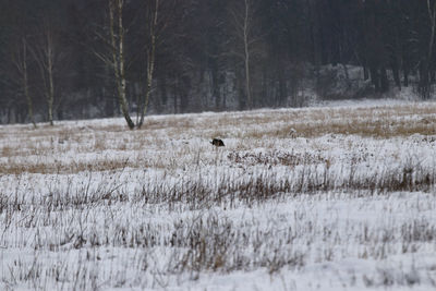 View of sheep on snow covered land