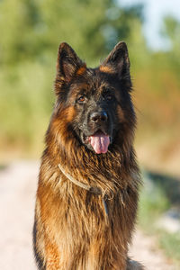 Portrait of a young german sheperd on a trail in valconca, italy