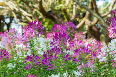 Close-up of pink flowering plants