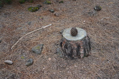 High angle view of an animal on field