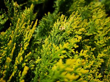 Full frame shot of green plants