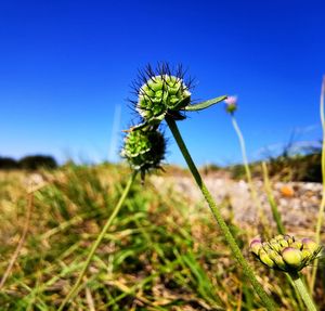 Close-up of flowering plant on field against clear blue sky