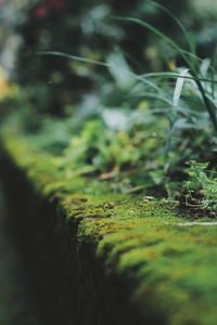 Close-up of moss on rock