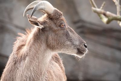 Close-up of a goat