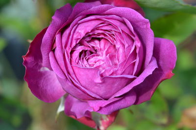 Close-up of pink rose