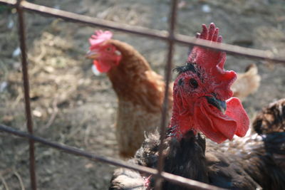 Close-up of rooster