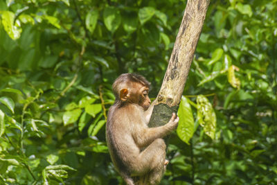 Monkey on a tree