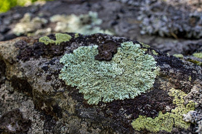 Close-up of lichen on rock