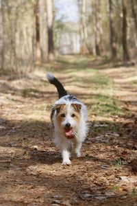 Portrait of dog running in forest
