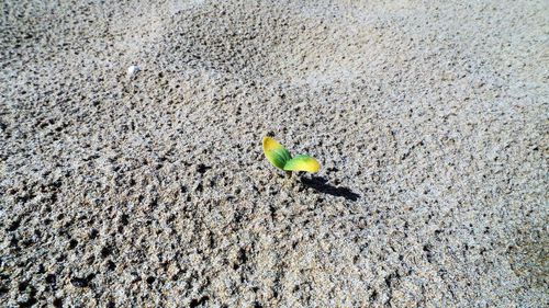 Close-up of bird in water