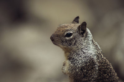 Close-up of squirrel