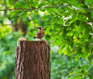 Bird perching on wooden post