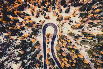 Hairpin in the forest