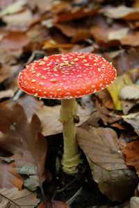 Close-up of fly agaric mushroom