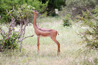 Antelope on field