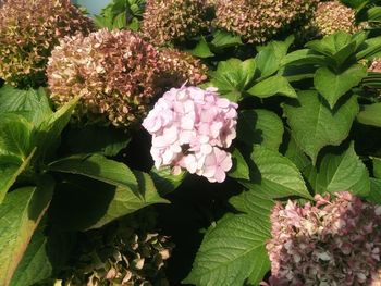 Close-up of pink flowering plant